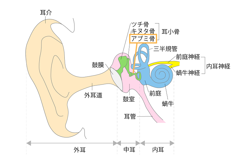 アブミ骨が硬くなり難聴になる耳硬化症